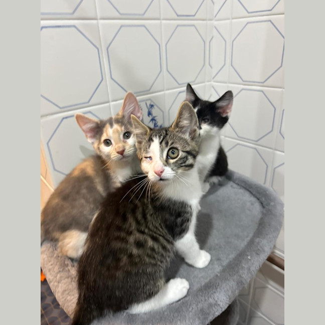 Photo of Chickpea🐥