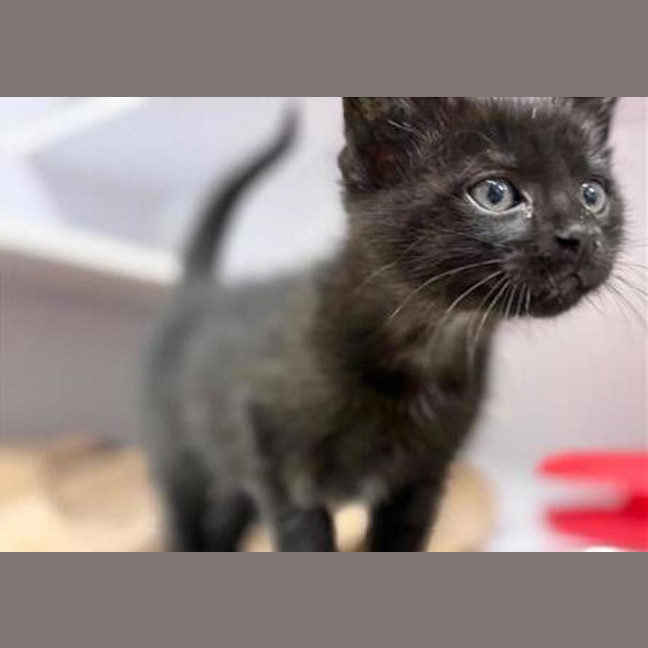 Photo of Binx