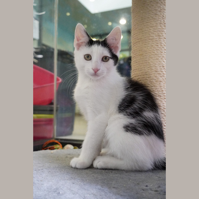 Photo of Peanut