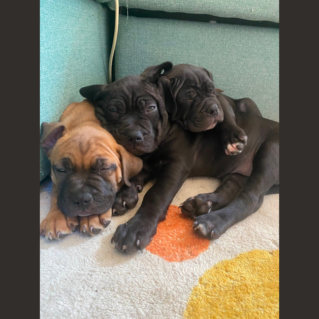 Photo of Edith   8 Week Old Staffy X