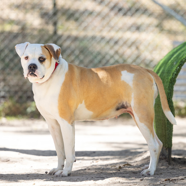 Photo of Peaches