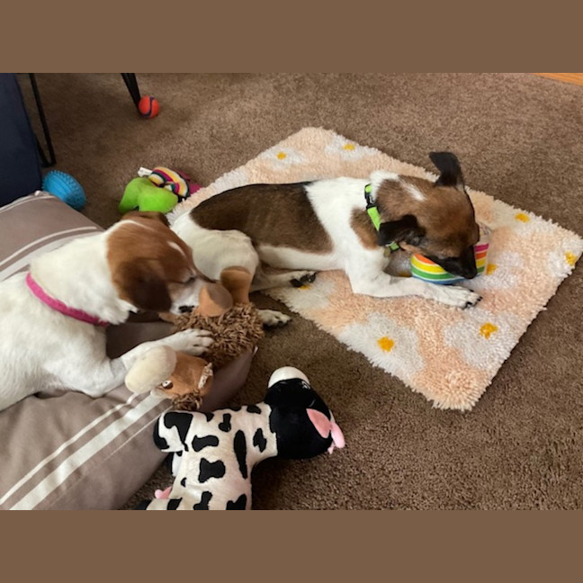 Photo of Dot (& Dash)