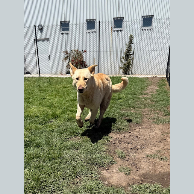 Photo of Peaches 