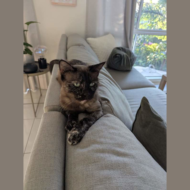 Photo of Sheeba