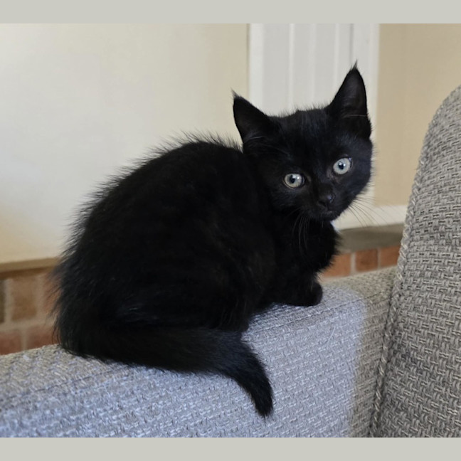 Photo of Frankie   9 Week Old Dsh