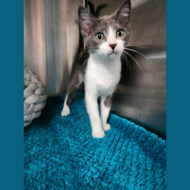 Photo of Zorro