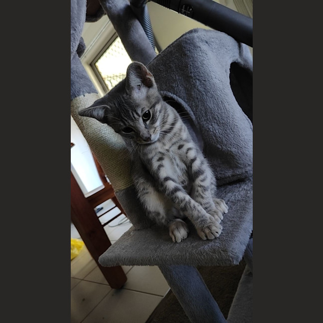 Photo of Dill