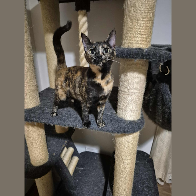 Photo of Bessie