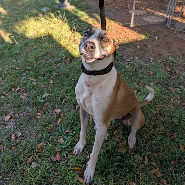 Photo of Boof