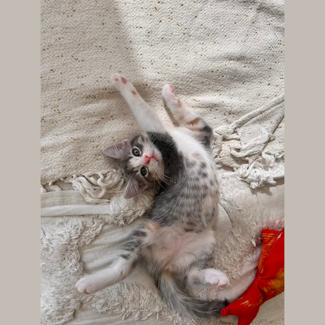 Photo of Lavender Haze