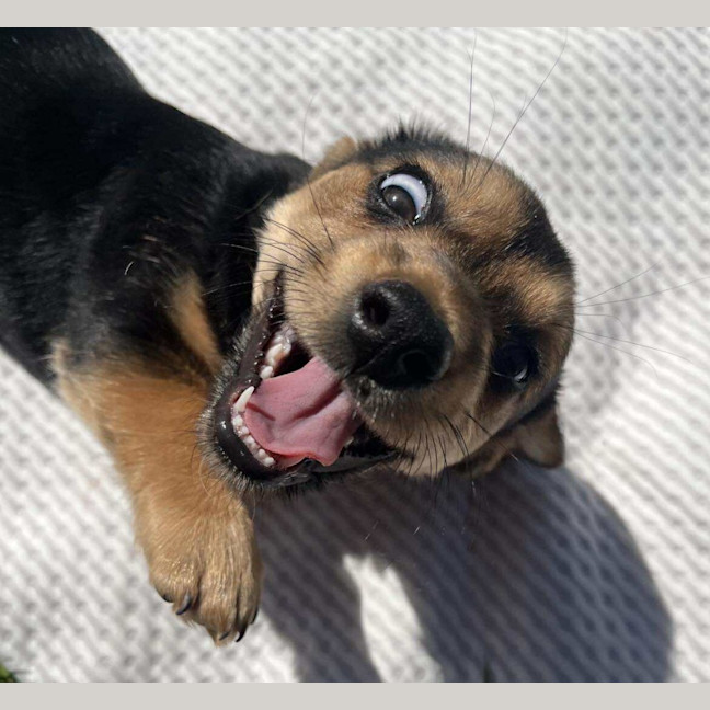 Photo of Taco
