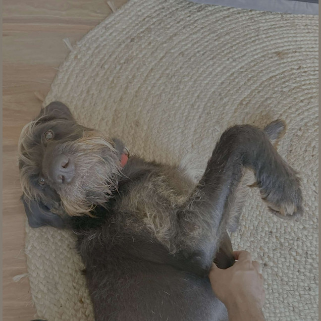 Photo of Teddy