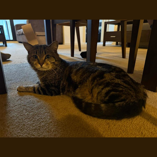 Photo of Apolo