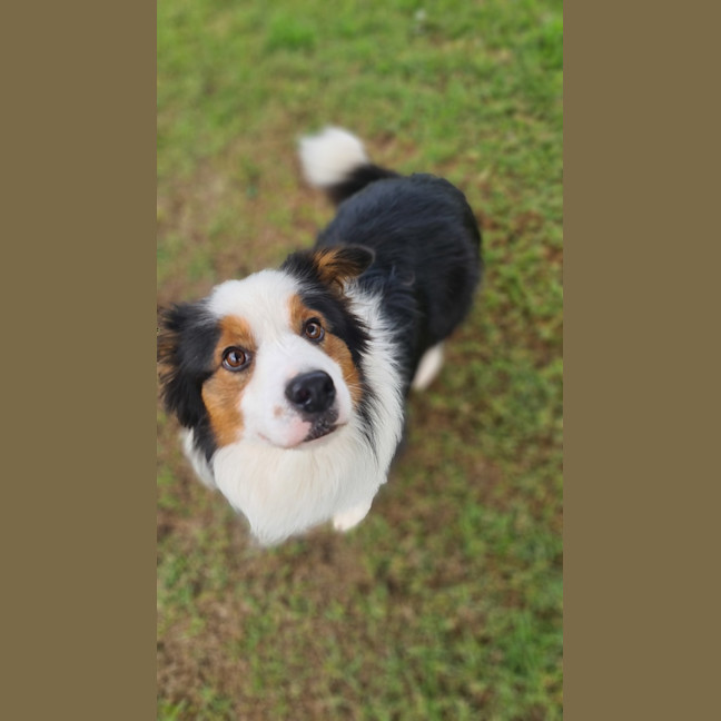 Photo of Laddie