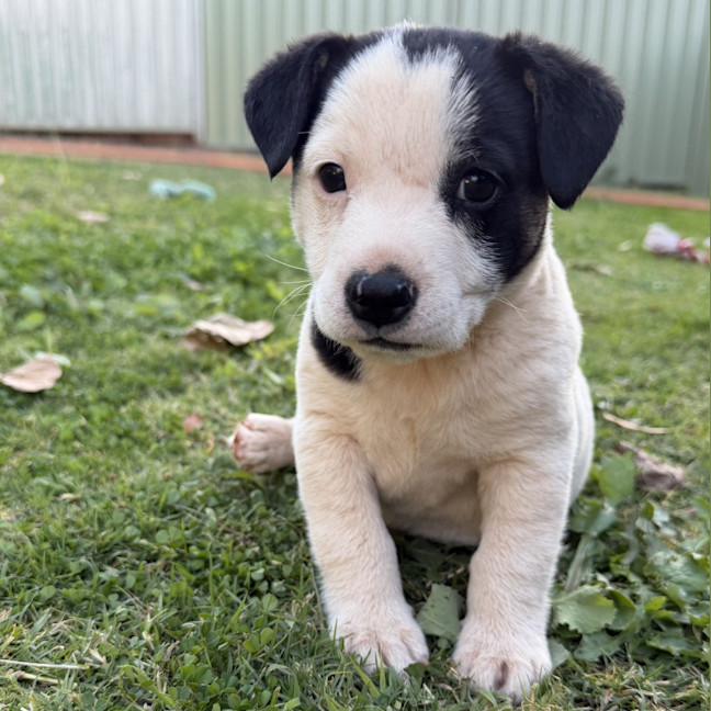 Photo of Riley