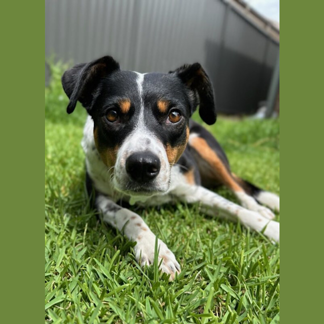 Photo of Eclair
