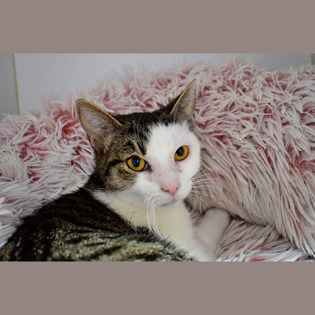 Photo of Willow