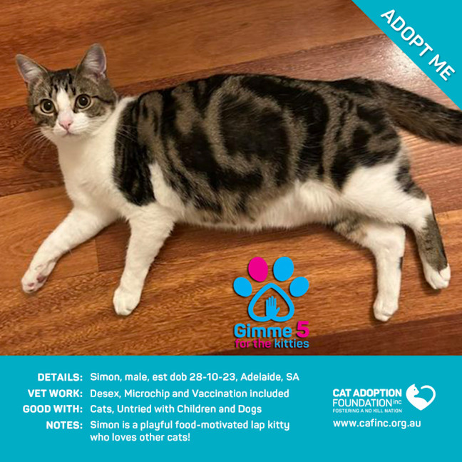 Photo of Simon Just $50 Limited Time!