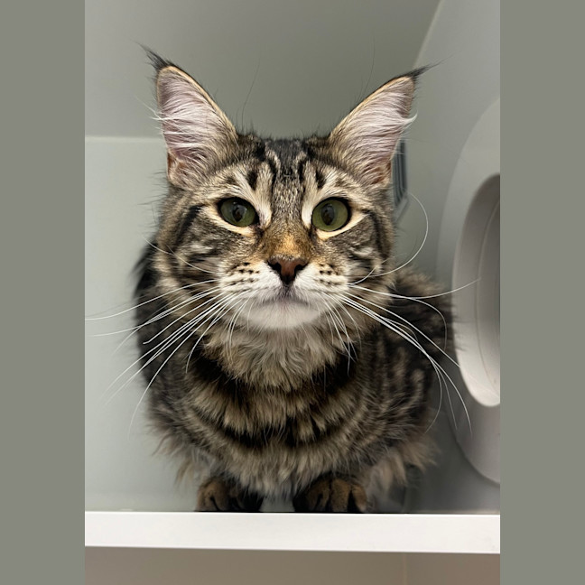 Photo of Wilson (Was Valentine)