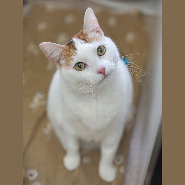 Photo of Paloma