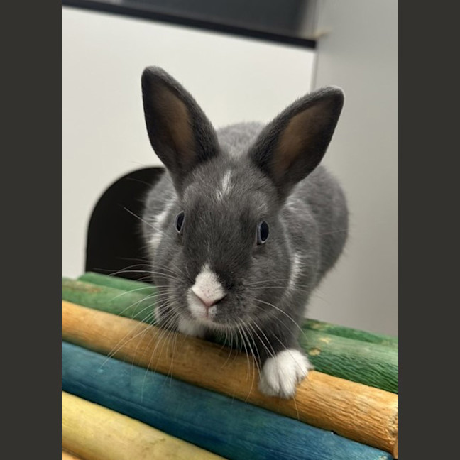 Photo of Muffin