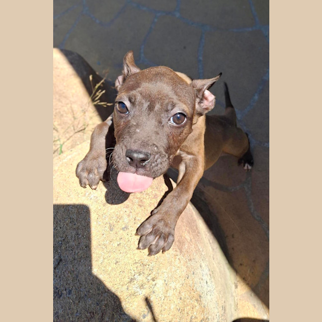 Photo of Millie