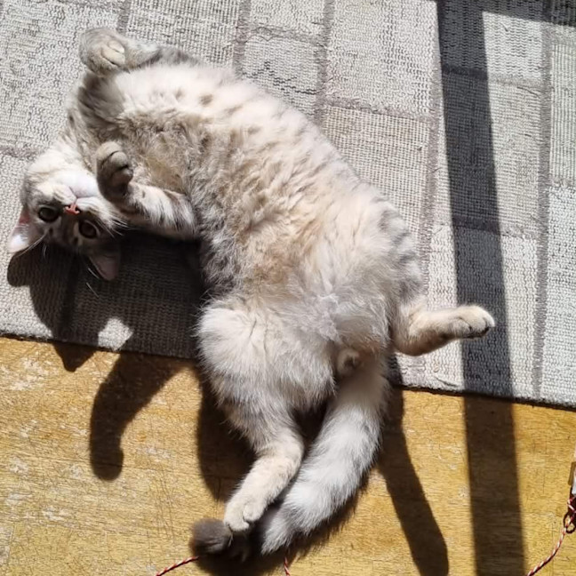 Photo of Loki