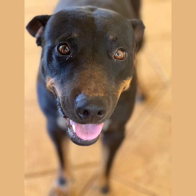 Photo of Sage