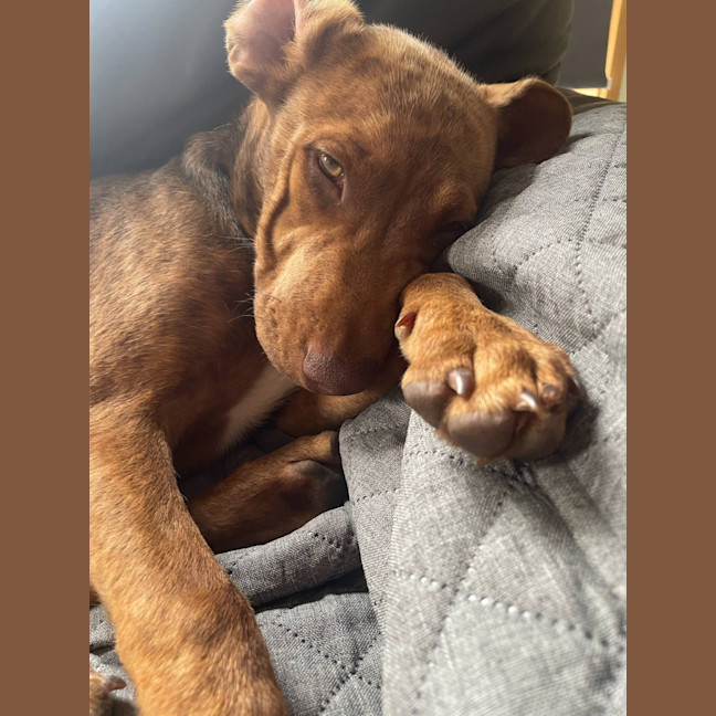 Photo of Gingermegs