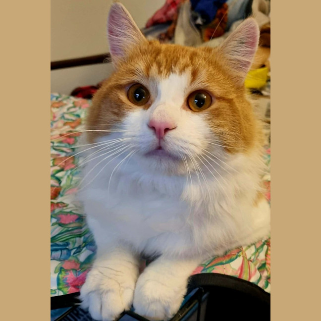 Photo of Mango