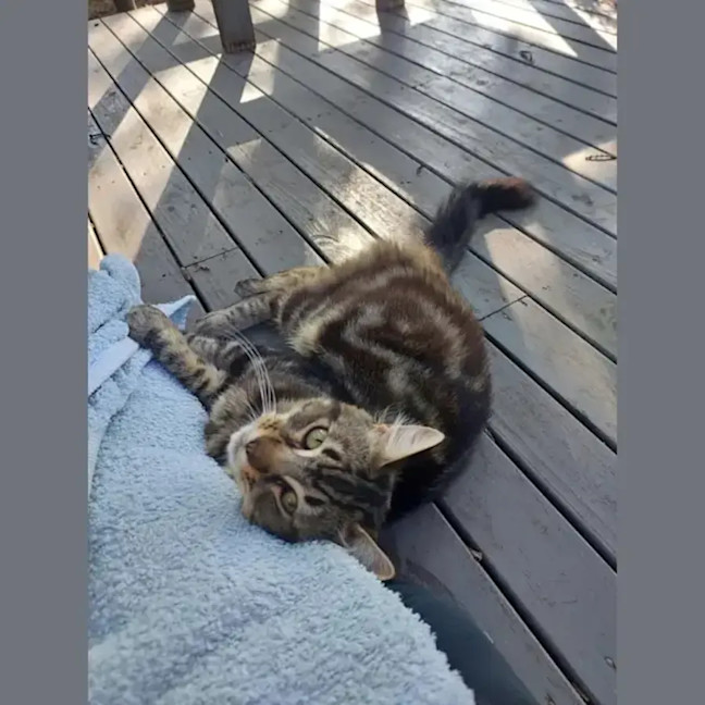 Photo of Dad Not Mum