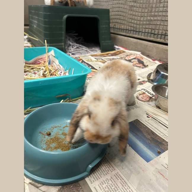 Photo of Marshmallow