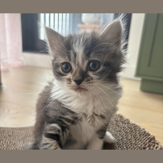 Photo of Veruca