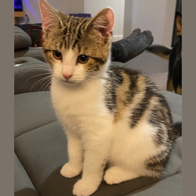 Photo of Buttercup