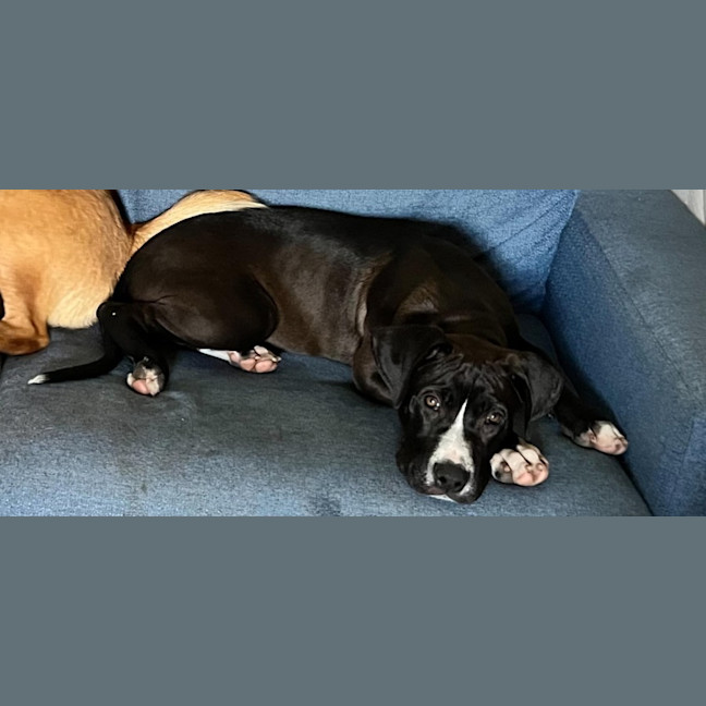 Photo of Nero   3 Month Old Great Dane X (Trial)