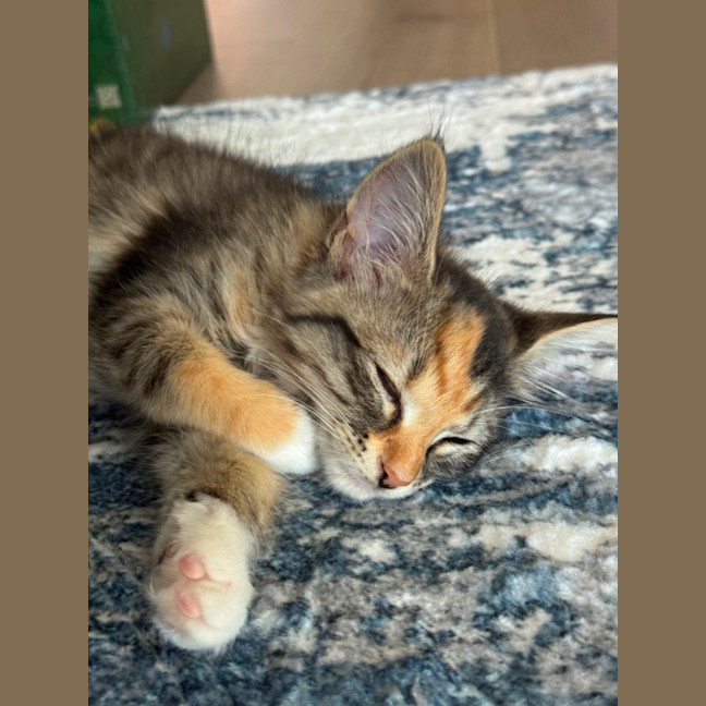 Photo of Jalapeno & Mozzarella