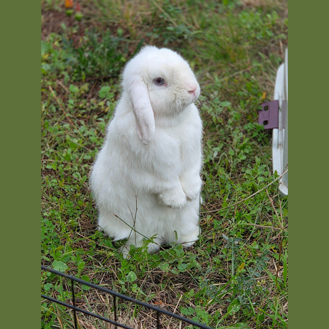 Photo of Adorable Coral 