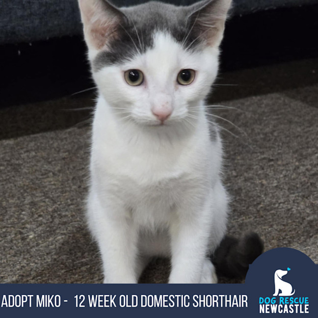Photo of Miko   12 Week Old Domestic Shorthair