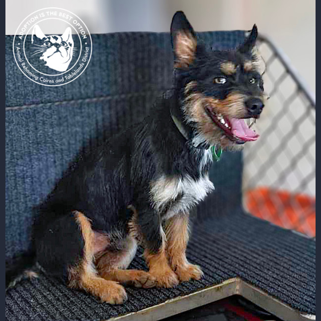 Photo of Chev And Elvis