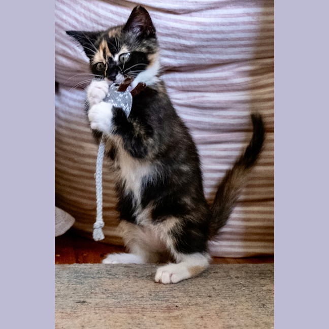 Photo of Cece