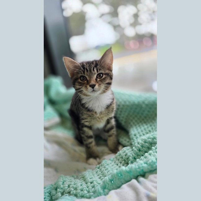 Photo of Parsley