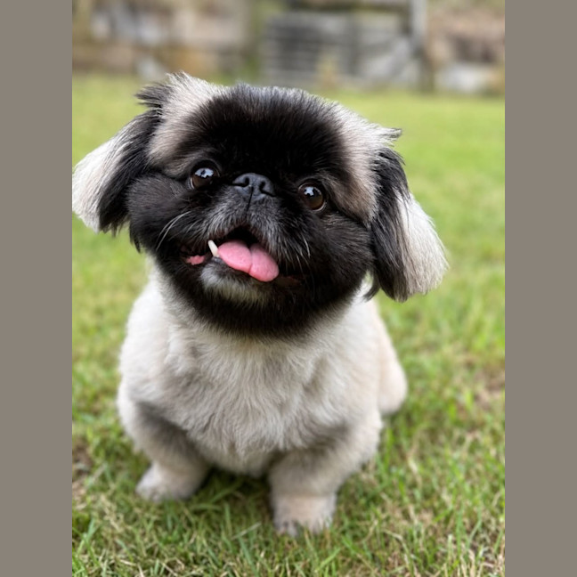 Photo of Bindi