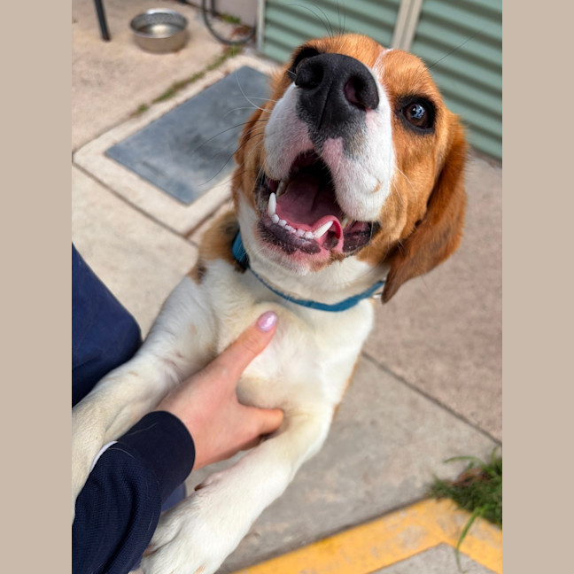 Photo of Buster
