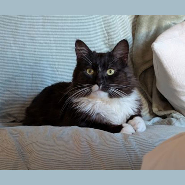 Photo of Shifu