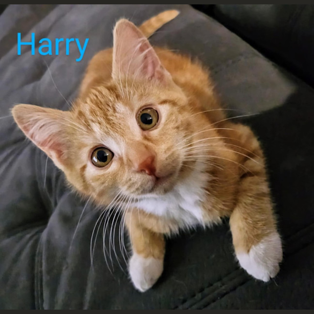 Photo of Harry Meet Me@Petstock Carrum Downs Store
