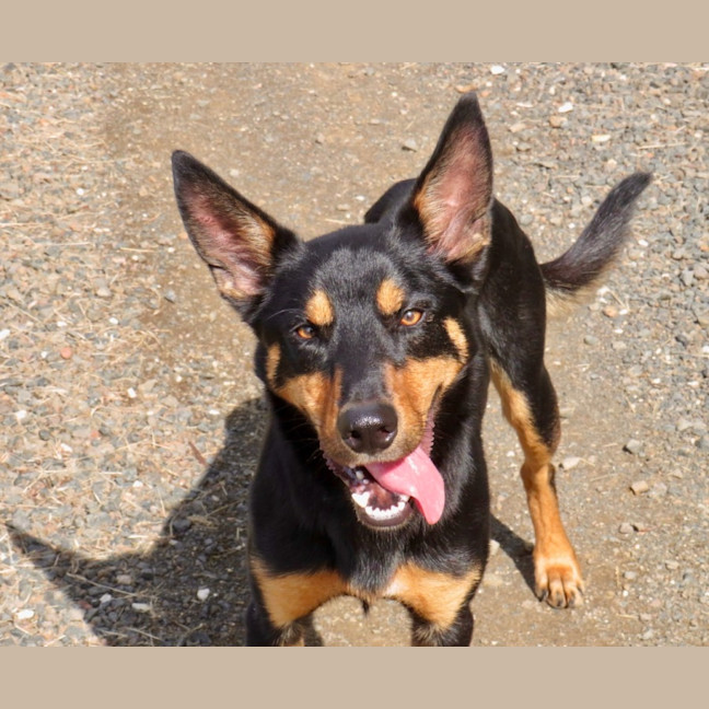 Photo of Rex