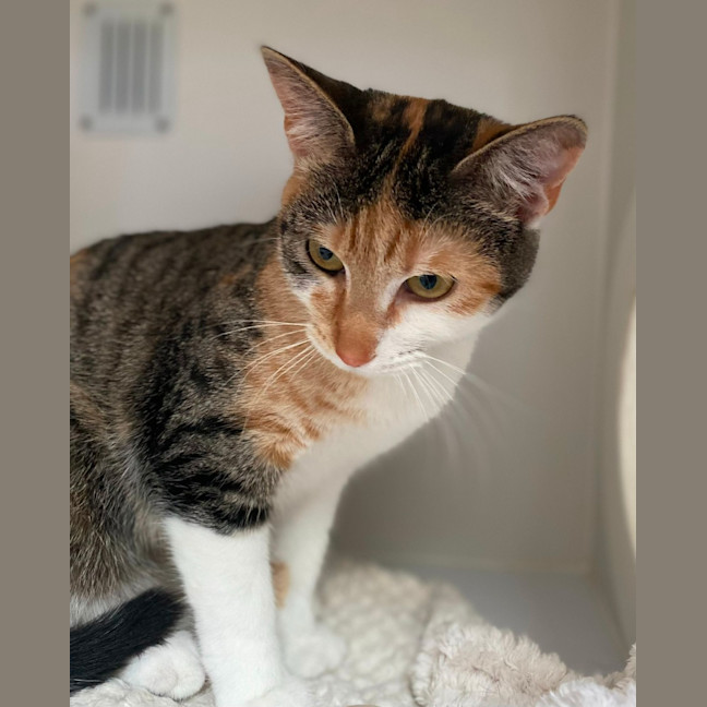 Photo of Gucci (60039)