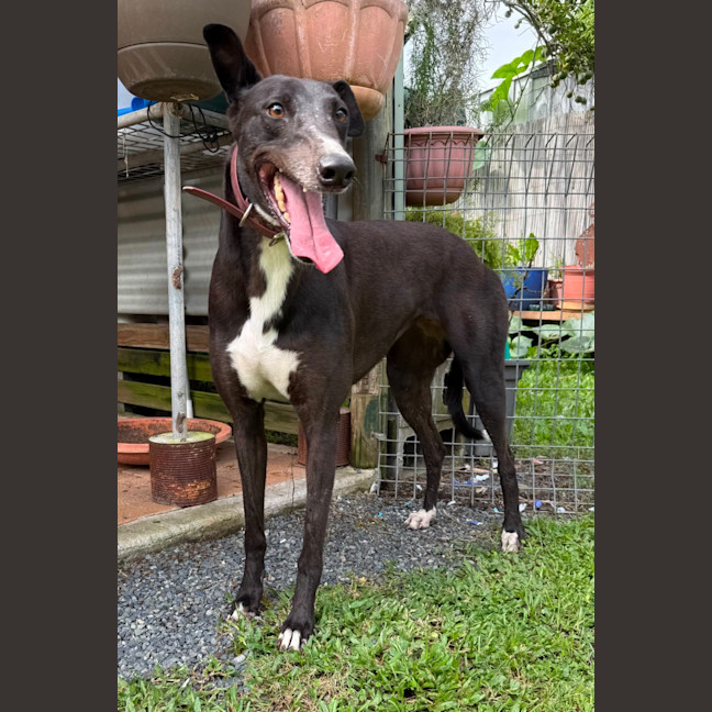 Photo of Lilly