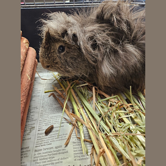 Photo of Possum
