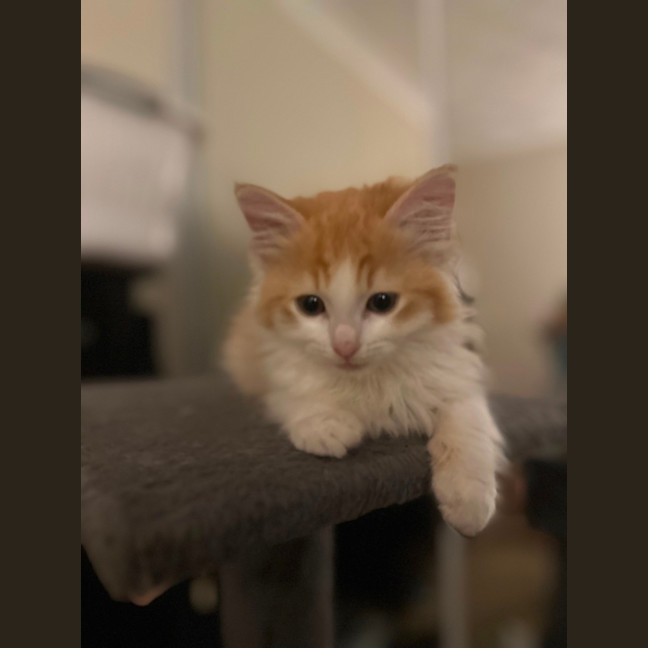 Photo of Mozzarella 